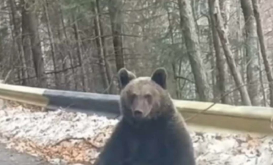 "KULIRA" NA SUNCU Šumar naletio na ženku mrkog medvjeda kako sjedi na asfaltu: Mečka mu  pokazala da je gospodar planine, a on samo gost (FOTO)