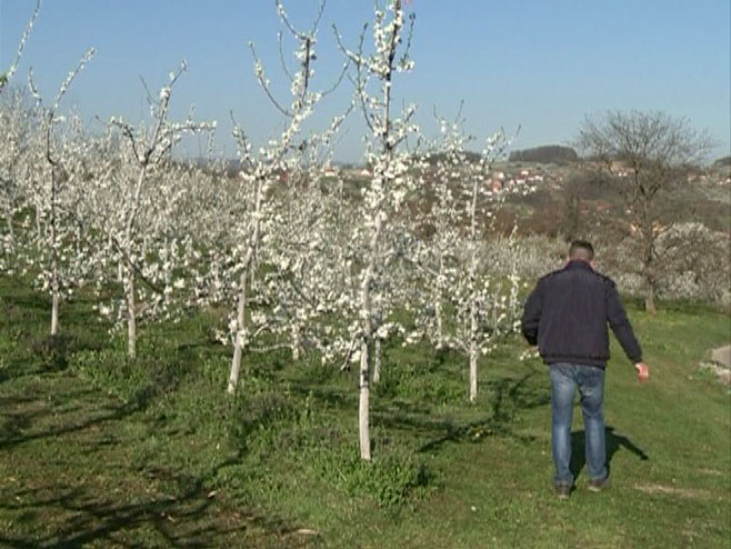 Kako sačuvati voćnjake od mraza? (VIDEO)