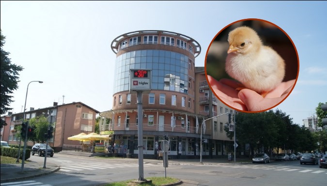 ZANIMLJIV SLUČAJ U GRADIŠCI Lazar i Luka uzgojili piliće iz jajeta - u kutiji od cipela (FOTO/VIDEO)