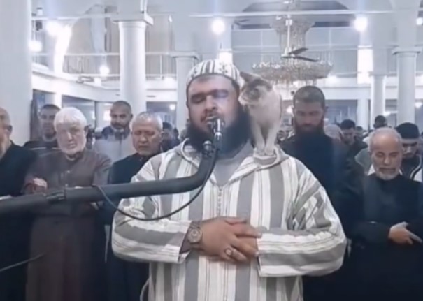 NIJE SE DAO OMESTI Mačka skočila na imama dok je predvodio ramazansku molitvu (VIDEO)