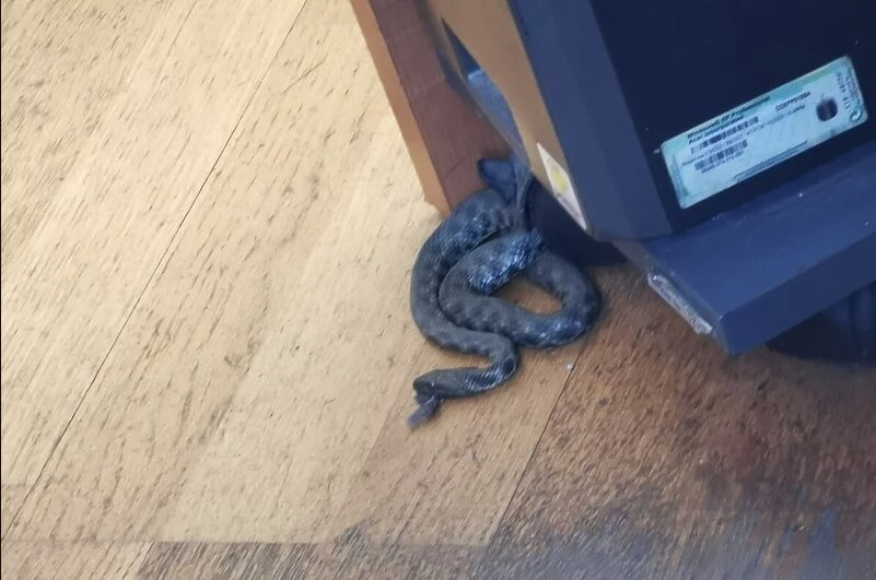 ZMIJA IZAZVALA STAMPEDO U UIO Gmizavac se zavukao u kancelariju, žena je ugledala kada je prišla radnom stolu, a onda je nastao haos
