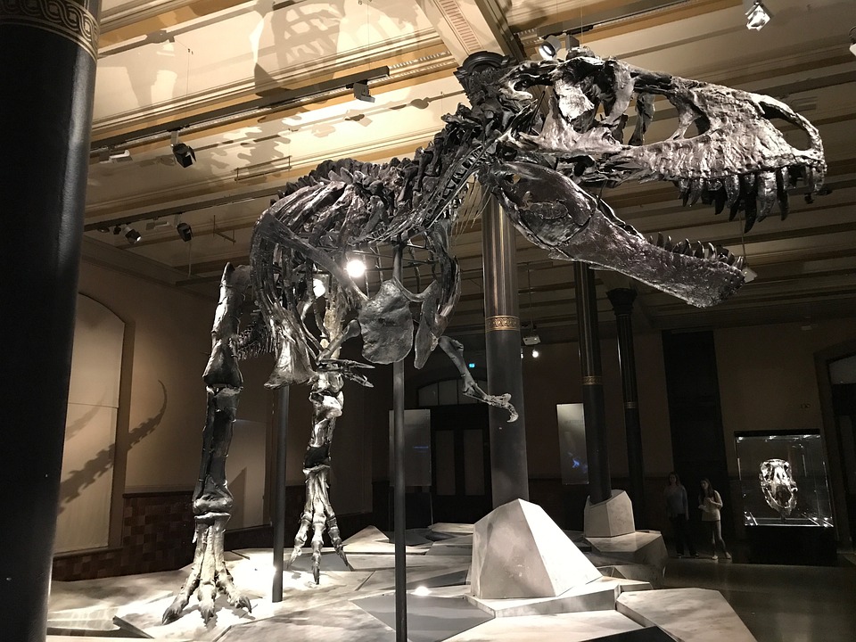 LUTAO PLANETOM PRIJE 72 MILIONA GODINA U Kanadi otkrivena lobanja dinosaurusa teška skoro 300 kilograma