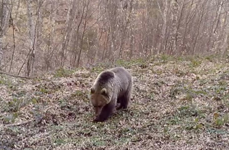 Mrki medvjed se probudio iz dubokog zimskog sna (VIDEO)