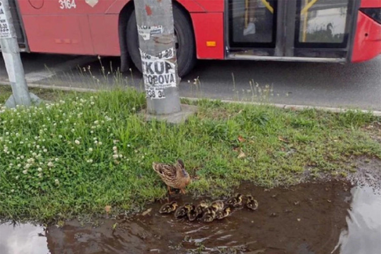 NESVAKIDAŠNJA SCENA U BEOGRADU Patke i pačići se brčkaju u bari kod tržnog centra (FOTO)