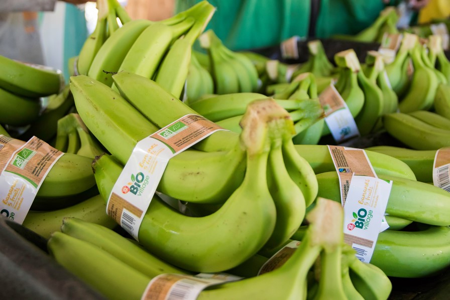 ZELENE, ZRELE ILI PREZRELE? Banana u različitim fazama zrenja ima drugačije zdravstene prednosti
