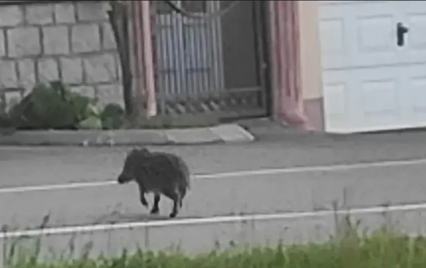 DOŠLA LOVCIMA NA NOGE! Divlja svinja trčkarala ispred kafane u Kaocima kod Srpca (FOTO)