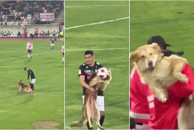 URENEBESNO! Pas uletio na teren i ukrao loptu fudbalerima, morali su da ga iznesu (VIDEO)