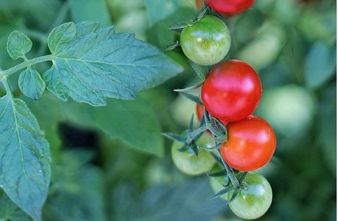NEMATE BAŠTU? Ove vrste povrća možete da gajite u saksijama