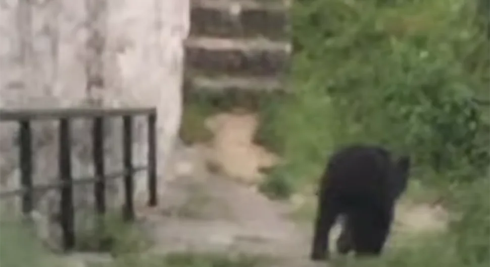 Lovci uhvatili medvjeda koji je šetao Sarajevom, evo šta će biti s njim (VIDEO)
