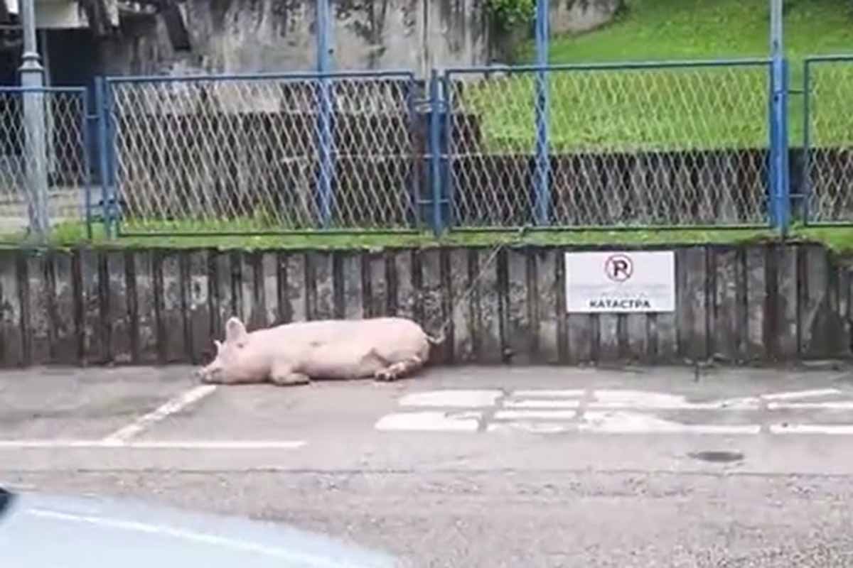 NESVAKIDAŠNJI PRIZOR U MRKONJIĆ GRADU Svinja "parkirana" ispred policijske stanice (VIDEO)