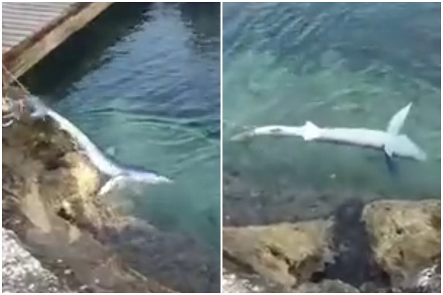 TURISTI U HRVATSKOJ UZNEMIRENI Vezao ajkulu za rep pa je vukao duž obale