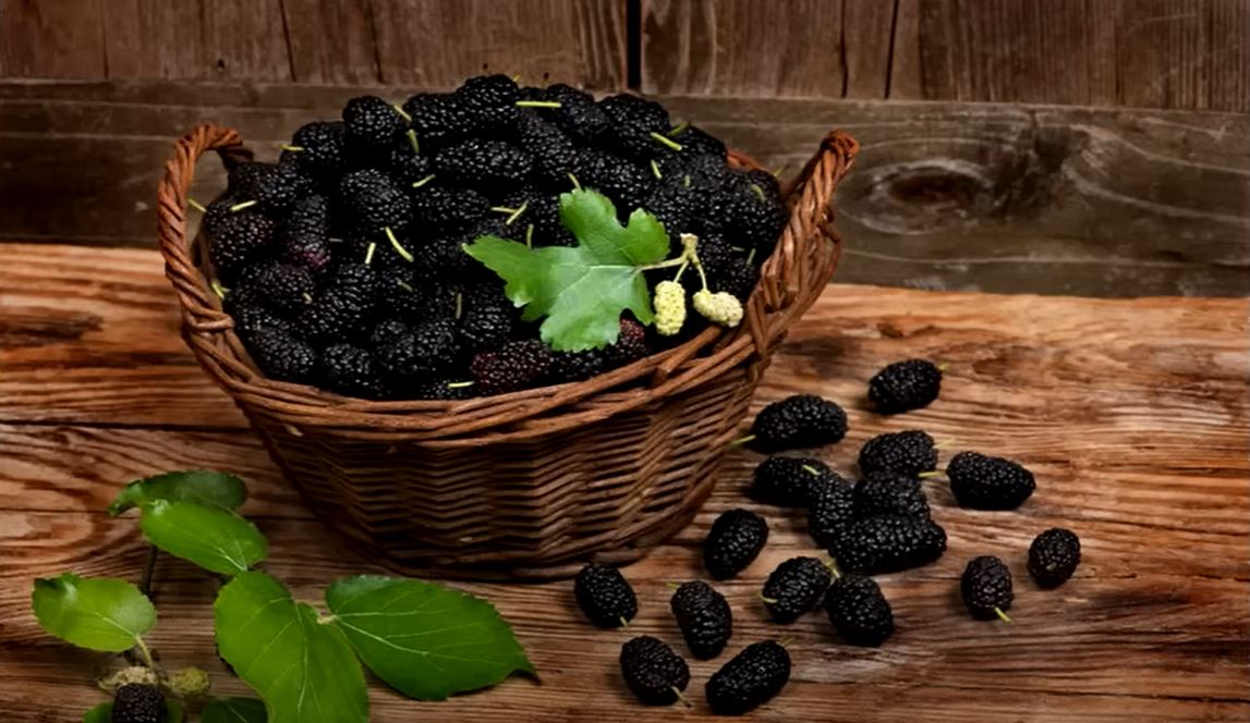 PUNO HRANLJIVIH MATERIJA I VITAMINA 10 prednosti duda koje će vas odmah navesti da se "bacite" na ovo voće