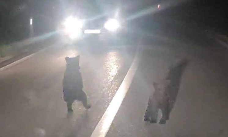 Mečka i mladunci iznenadili putnike na cesti kod Livna (VIDEO)