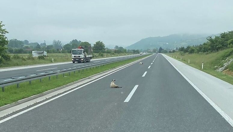 PRILEGLE DA ODMORE Vozači, oprez, ovce leže na autoputu kod Ilijaša
