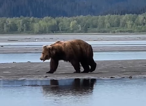Medvjed pojurio prema turistima, pogledajte kako su se odbranili (VIDEO)