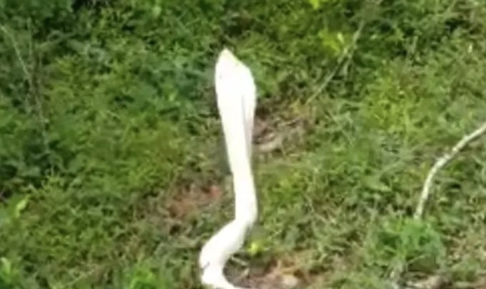 VIDEO OD KOJEG VAS HVATA JEZA "Bijela smrt" ugmizala ljudima u kuću, jedva su se spasili