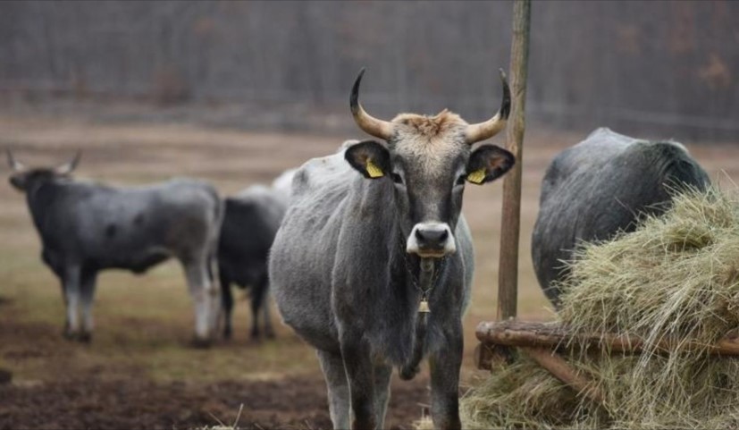UŽAS U MOSTARU Starca (73) ubili volovi