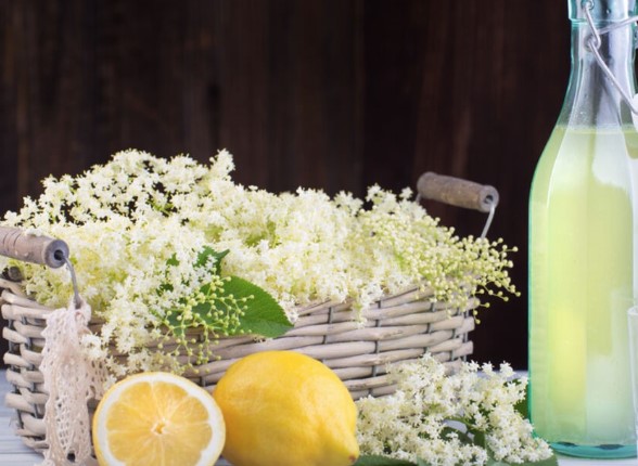ISKORISTITE SEZONU Starinski recept za sirup od zove
