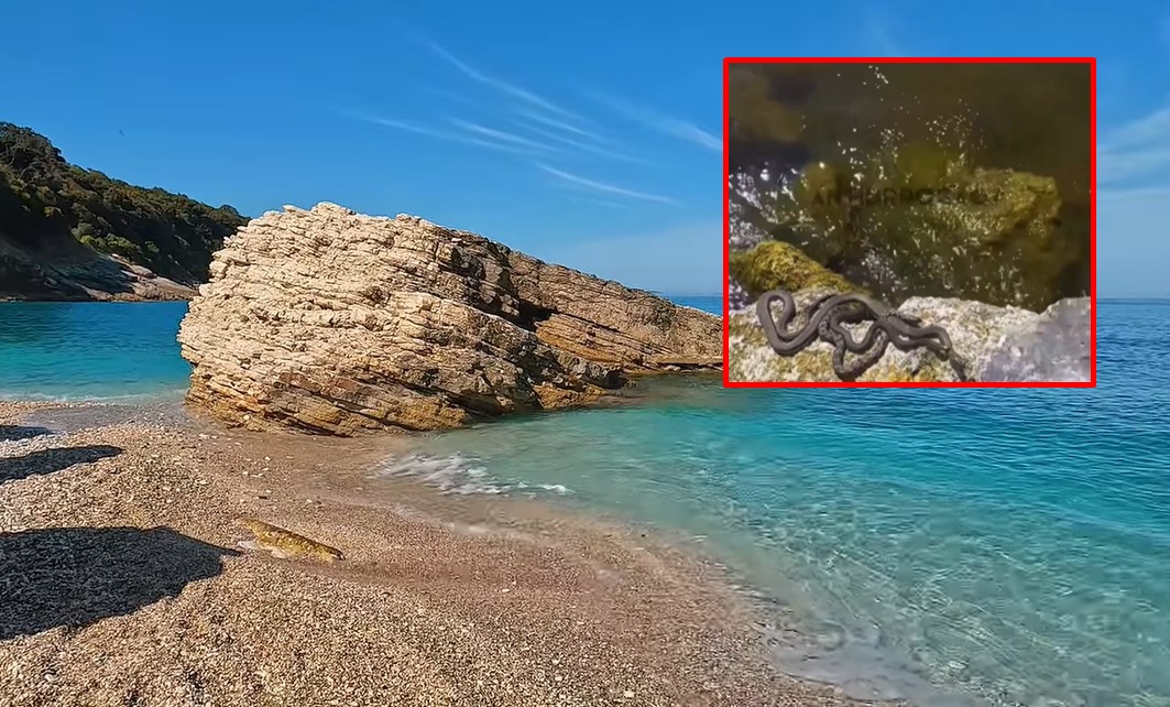 „BEOGRAĐANKE STIGLE NA MORE“ Pogledajte jeziv snimak zmija koje migolje čovjeku ispred nogu i upadaju u vodu, komentari će vas ipak nasmijati (VIDEO)