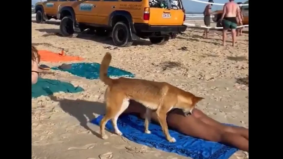 Pas napao ženu dok se sunčala na plaži (VIDEO)