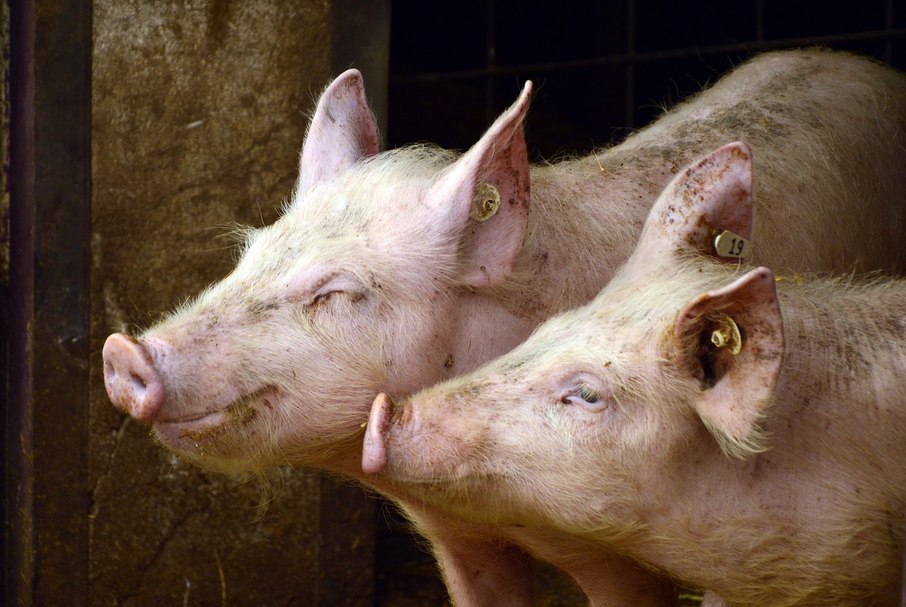 ZBOG AFRIČKE KUGE SVINJA Pogledajte koje uslove je potrebno ispuniti za tradicionalni svinjokolj