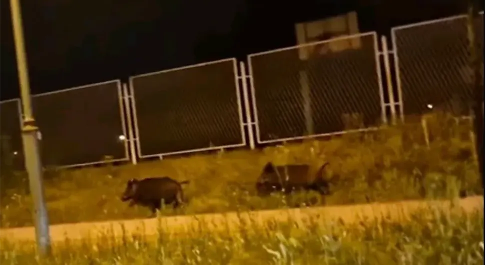 NESVAKIDAŠNJI PRIZOR U BANJALUCI Dva vepra šetaju pored studentskog kampusa (VIDEO)