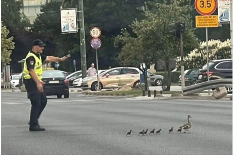 RED SE MORA ZNATI Policajac u Sarajevu zaustavio saobraćaj da prođu patka i pačići