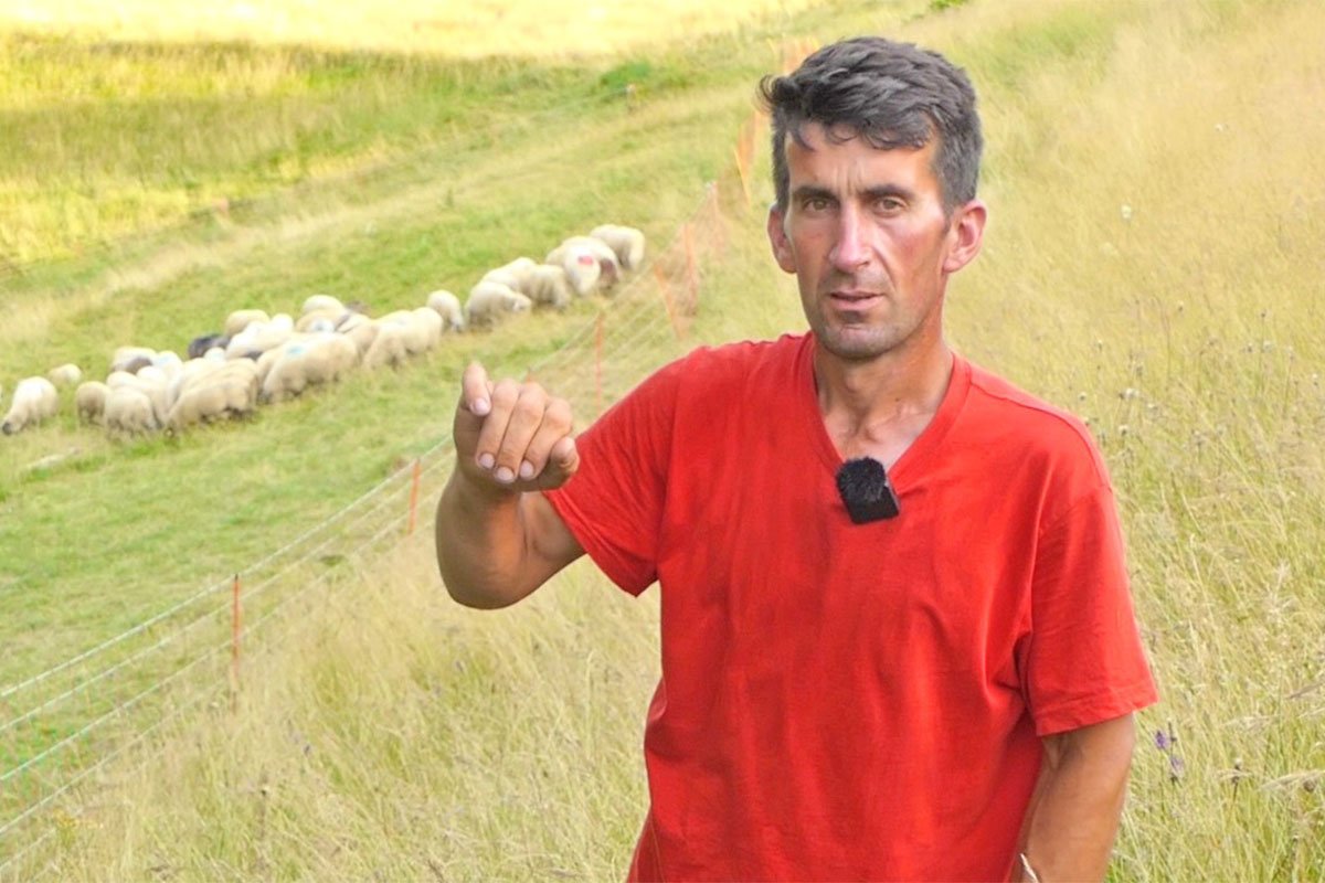 "NE MOŽE VIŠE OVAKO..." Poznati pastir ostavlja ovce i odlazi iz BiH (VIDEO)