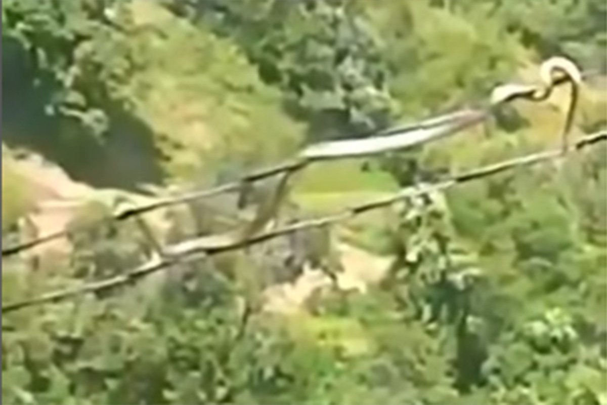 Nevjerovatan snimak iz BiH: Zmija puže po kablovima dalekovoda (VIDEO)