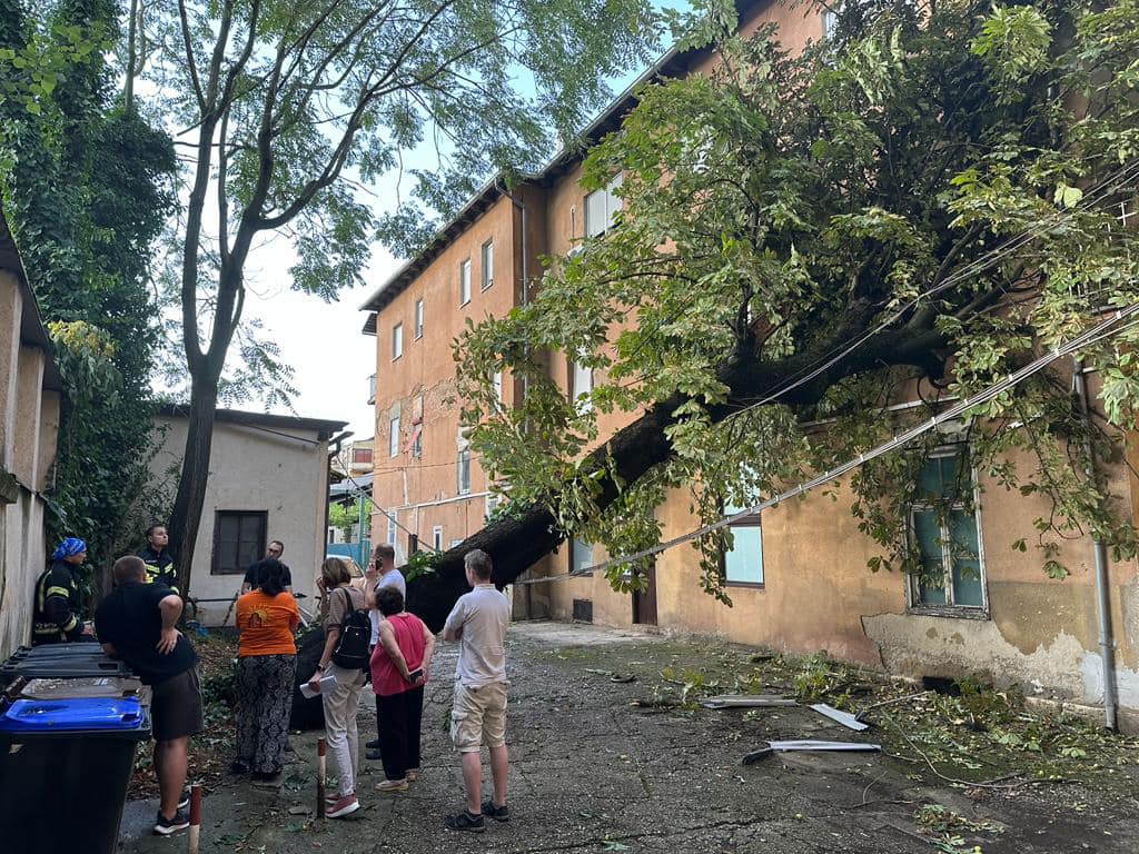 Zagreb srušena stabla poklanja građanima za ogrjev