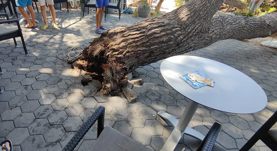 Srušilo se drvo na plaži u Baškoj Vodi kod Makarske, povrijeđene četiri osobe
