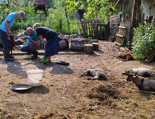 UŽAS U BRATUNCU Psi lutalice zaklali četvoro jarića
