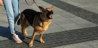Pas od 70 kg ugrizao dijete za lice, vlasnik u šoku: Imam kamere na kući, evo prave istine