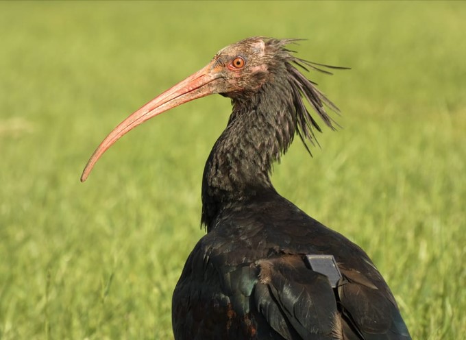 I ON POBJEGAO IZ BIH Rijetka ptica ćelavi ibis odletjela u Austriju
