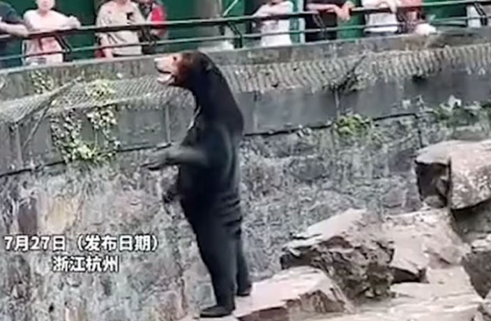 Kineski zoološki vrt odbacuje tvrdnje da su njegovi medvjedi ljudi u kostimima (VIDEO)