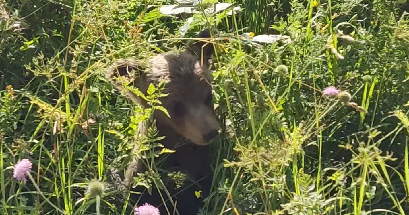 OVO ĆE VAM ULJEPŠATI DAN Presladak snimak mede koji krči put kroz rastinje i miriše cvijeće (VIDEO)