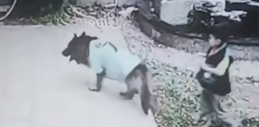 NEVJEROVATNO! Pas sklonio dječaka od bazena, a ono što je potom uradio je zaprepastilo sve (VIDEO)