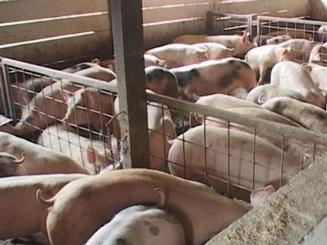 OBNAVLJA SE PROIZVODNJA Farme će biti pune uprkos strahu od kuge