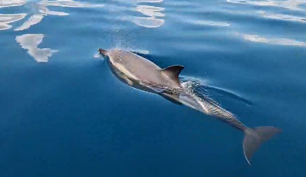 PRIRODA SVAKIM DANOM SVE VIŠE IZNENAĐUJE Delfin snimljen u zalivu kod Rijeke (VIDEO)