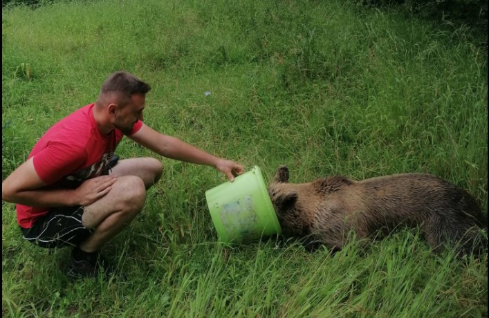 NESVAKIDAŠNJA SITUACIJA U JAJCU Mještani spasili ženku medvjeda koja se zapetljala u žicu (VIDEO)
