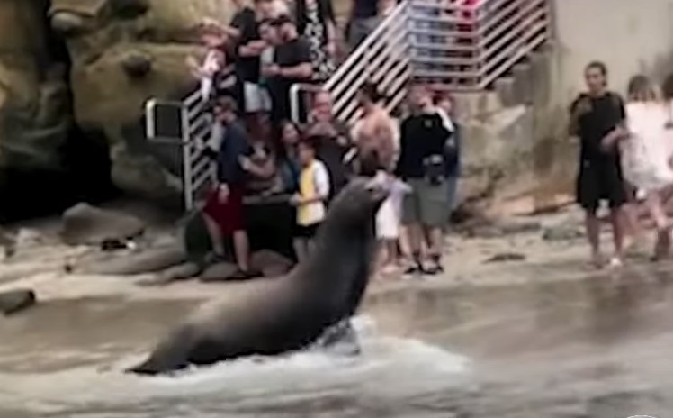 Morski lavovi napali plivače na plaži