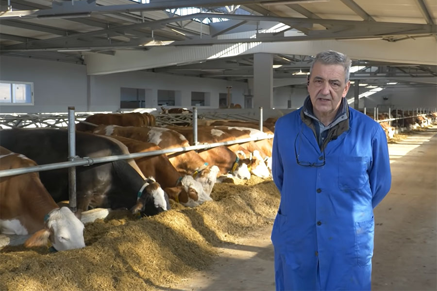 TRETIRA IH KAO KRALJICE Bh. farmer svakoj kravi kupio dušek od 200 maraka (VIDEO)