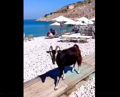 Nesvakidašnji prizor na plaži oduševio turiste, a svi su pomislili na Novaka Đokovića (VIDEO)