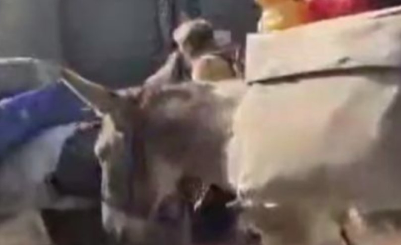 IZ NJEMAČKE I FRANCUSKE KROZ BiH Sindi i Mihael putuju sa natovarenim magarcima (VIDEO)
