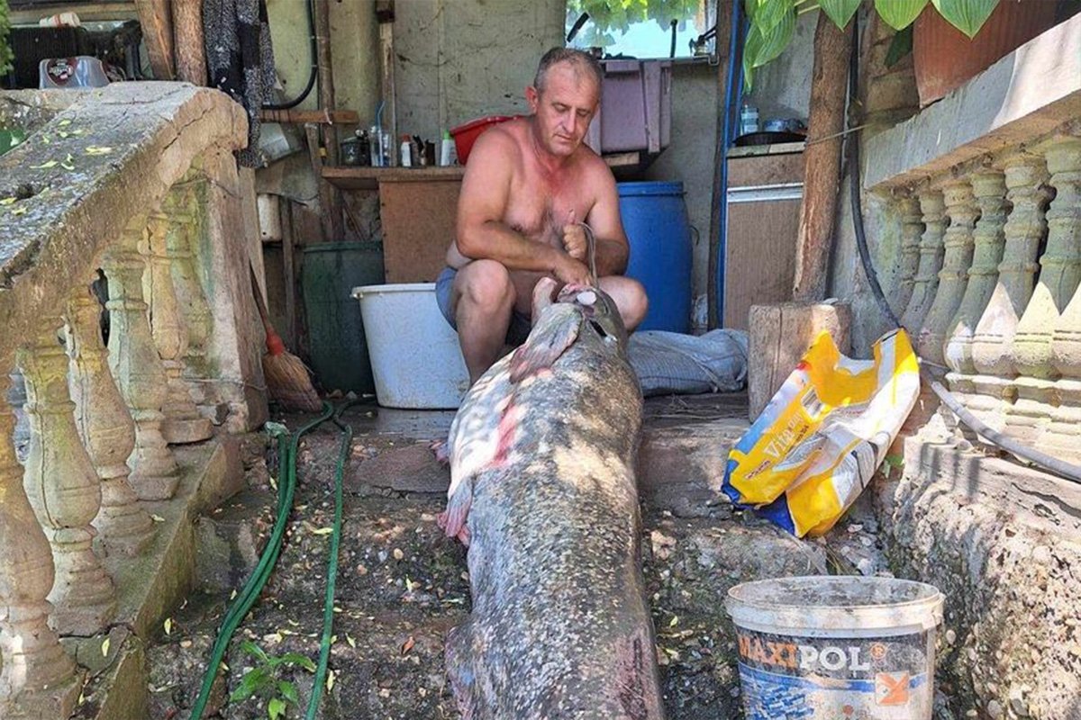 GRDOSIJA ZA GINISA! Milan u Dunavu upecao soma od tri metra i 100 kg (FOTO)