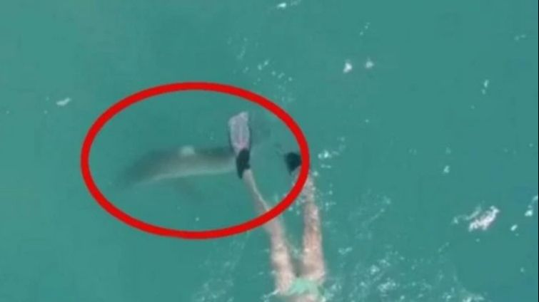 Ajkula napala ženu na plaži: Opasan predator je ugrizao za nogu