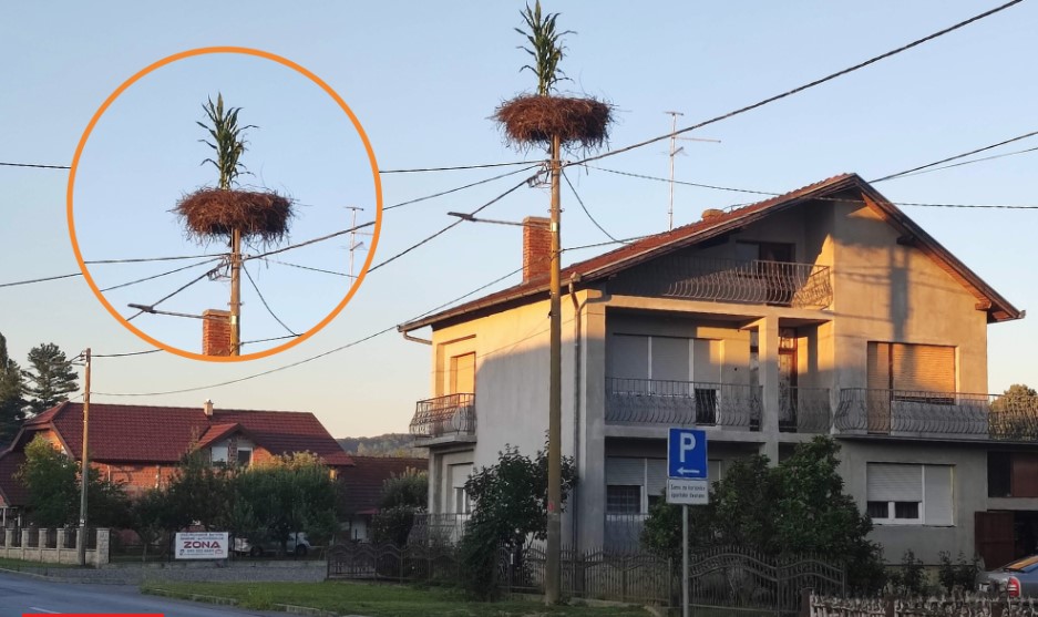 NEOBIČAN PRIZOR U HRVATSKOJ Rode „posadile“ kukuruz u gnijezdu