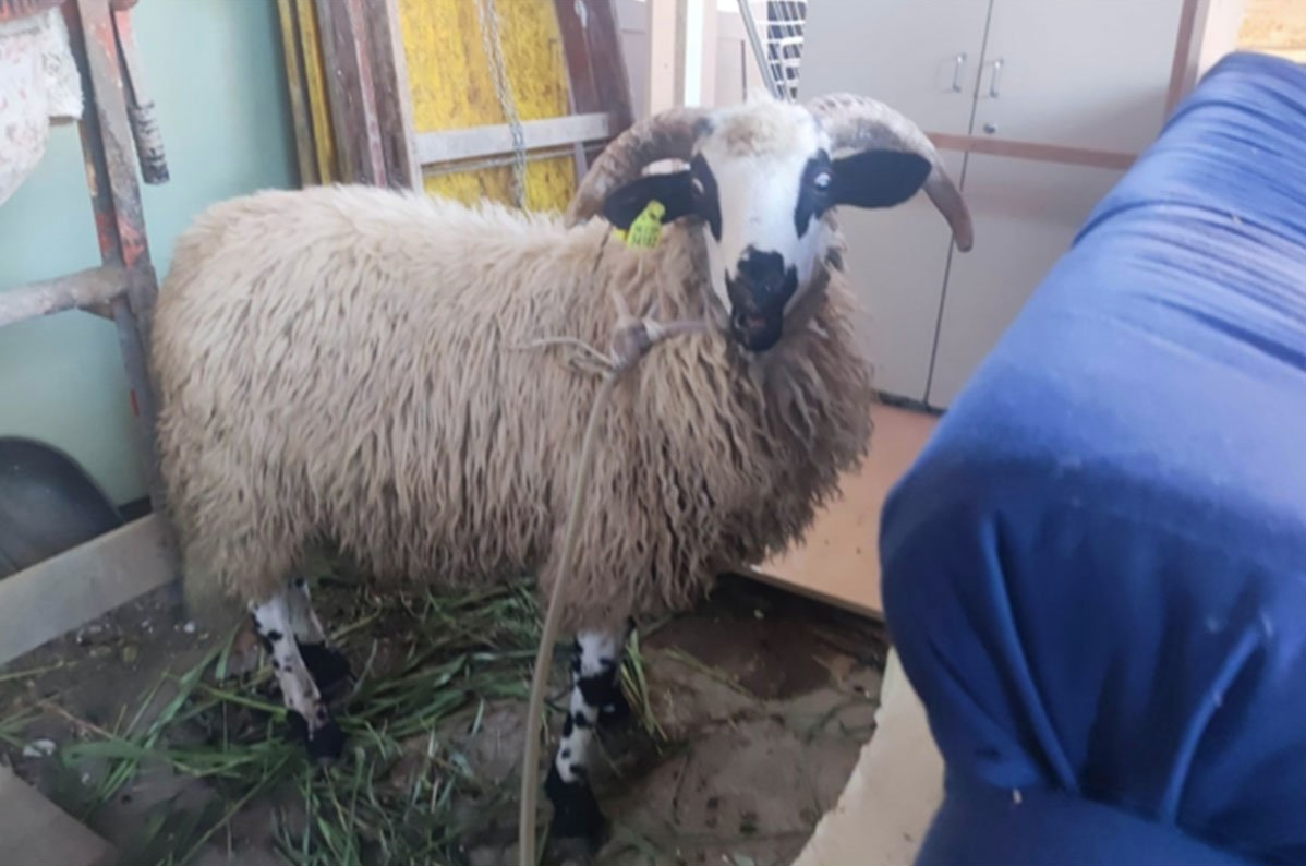 KUPILI GA SLAVLJE Ovan pobjegao radnicima i lutao gradom