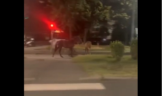 NESVAKIDAŠNJA NEZGODA Automobilom se "zakucala" u konja