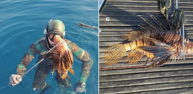 Stručnjaci upozorili na pojavu otrovne ribe u Јadranu